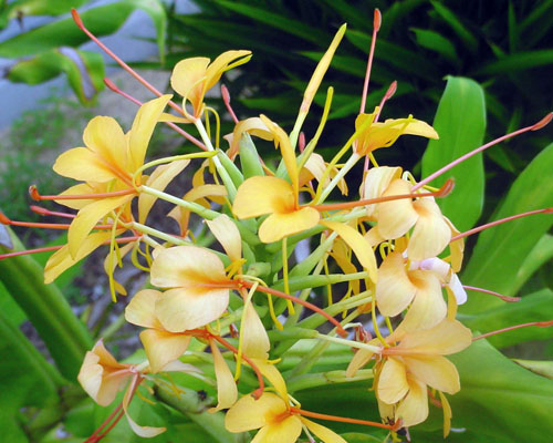 Hedychium 'Anne Bishop'